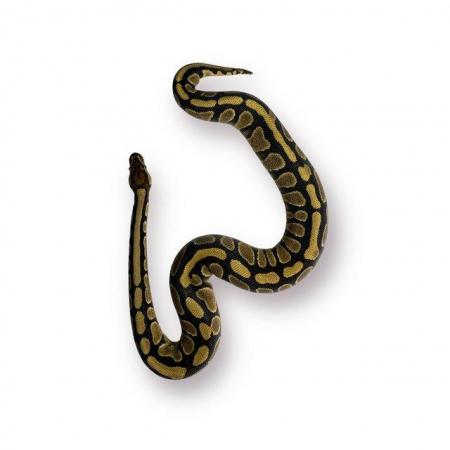 Image 5 of CB23 Female Special Spectre Royal Python