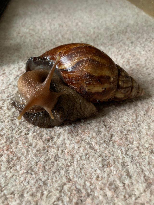 Preview of the first image of Re Home. Giant African Land Snail for sale.