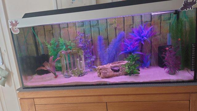 Image 4 of 3ft Axolotl or fish tank with accessories for sale