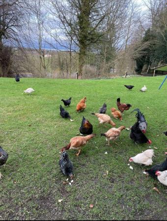 Image 3 of Hens for sale ,happy and healthy
