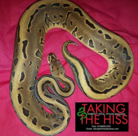 Image 5 of Royal python 2021 female (Enchi Leopard Pinstripe)