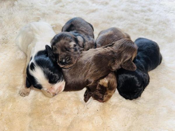 Image 4 of Merle springer spaniel puppys