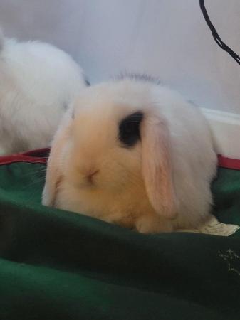 Image 3 of mini lop rabbits for sale bucks