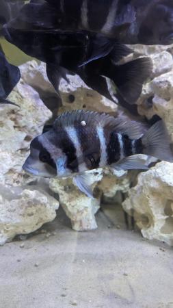 Image 3 of Frontosa cichlids various sizes for sale
