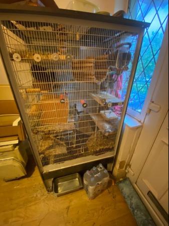 Image 2 of 2 male 8 yr old chinchillas plus 5ft 8 inch tall cage