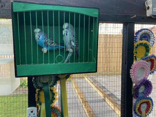 Image 2 of Breeding pair of show budgies