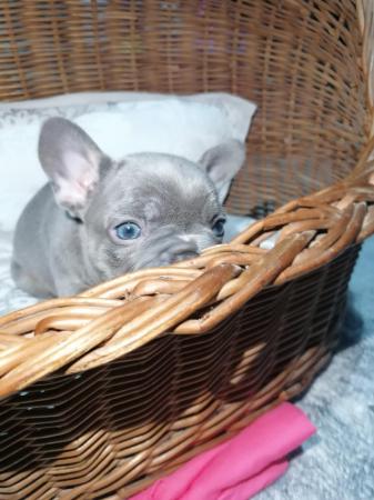Image 1 of French bulldog puppies ready in 3 weeks