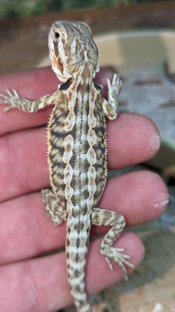 Image 4 of Baby bearded dragons first come first serve