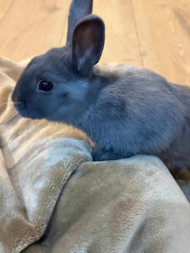 18 week old Netherlands Dwarf bunny needs new home — photo 2 of 4