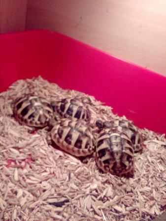 Image 5 of Herman baby tortoises5 available 1 lefr