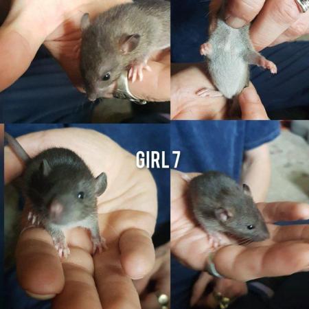 Image 3 of Baby rats girls and boys smooth coat top eared
