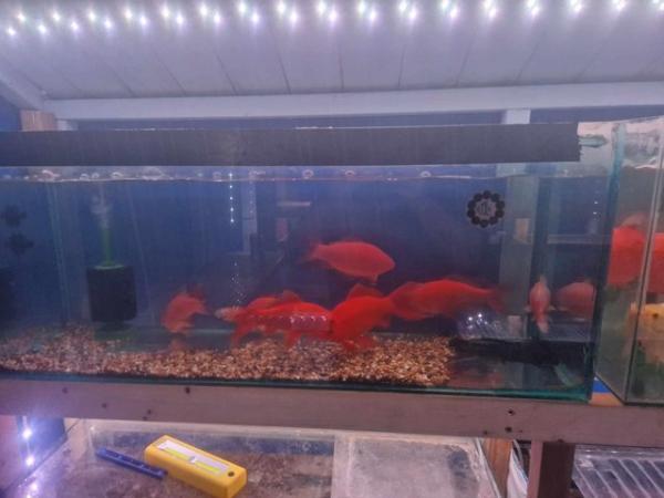 Image 3 of Extra Large goldfish  and ghost koi for rehome