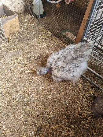 Image 1 of Silky naked neck hen for sale