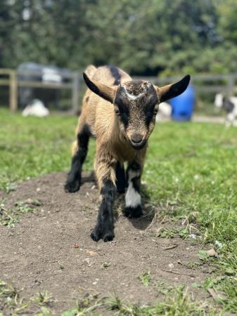 Image 3 of Beautiful female Pygmy goat ready end of July