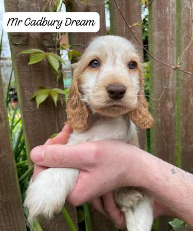 Image 10 of Stunning KC & DNA clear Show Cocker Spaniels Puppies