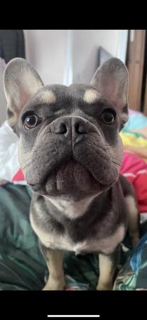 Image 3 of 1year old male french bulldog