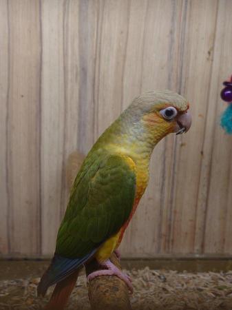 Image 7 of Conures Now Available - Hand Tame and Hand Reared