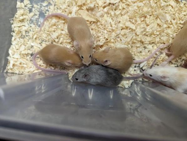 Image 4 of 6 week old Female Mice well handled