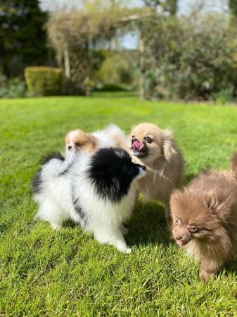 Image 8 of Three female Pomeranian puppies