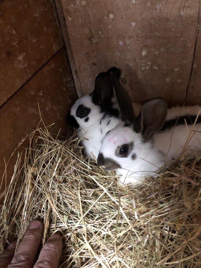 English spot baby rabbits for sale — photo 2 of 4