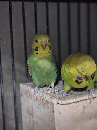 Image 33 of budgies for sale, breeding couples, babies