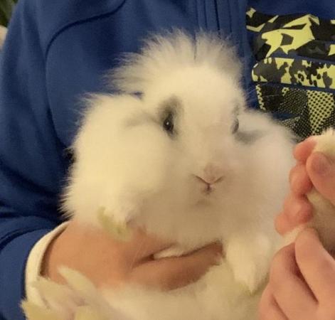 Image 6 of Gorgeous Lionhead-dwarf bunny comes with a cage