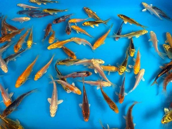 Image 2 of Koi carp/ pond fish all size available
