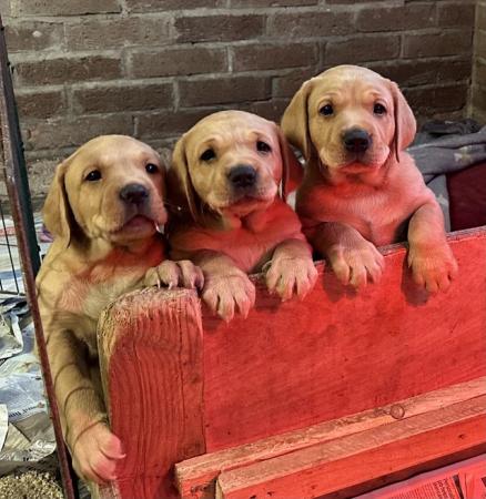 Image 1 of Gorgeous KC registered fox red Labrador puppies