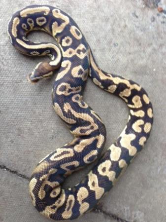 Image 3 of Adult Royal Pythons - For Sale