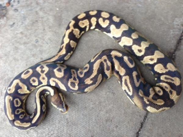Image 3 of Adult Royal Pythons - For Sale