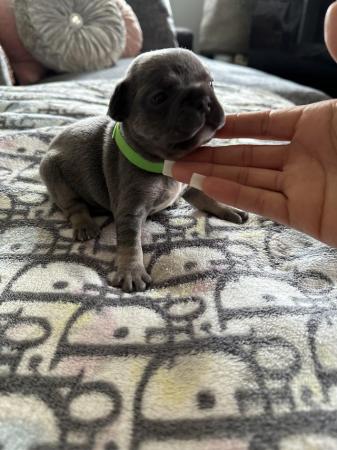Image 25 of French bulldog Puppys quality litter PP avail
