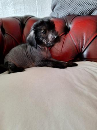 Image 6 of Very rare crestiepoo puppies (chinese crested Cross poodle)