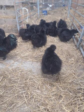 Image 3 of 3 black silkie females .fullsetup XXL granary eggshell coop