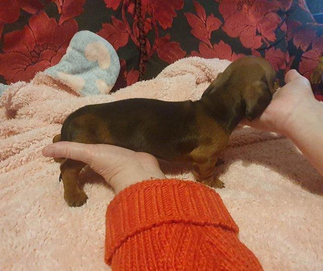 Preview of the first image of Miniature Dachshund for sale to loving home.