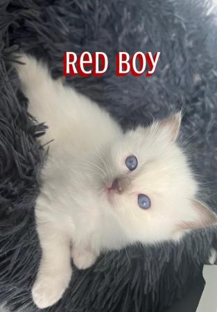 Image 1 of 5 Gorgeous Ragdolls for Sale!