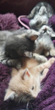 Image 39 of SILVER TIPPED TABBY KITTENS