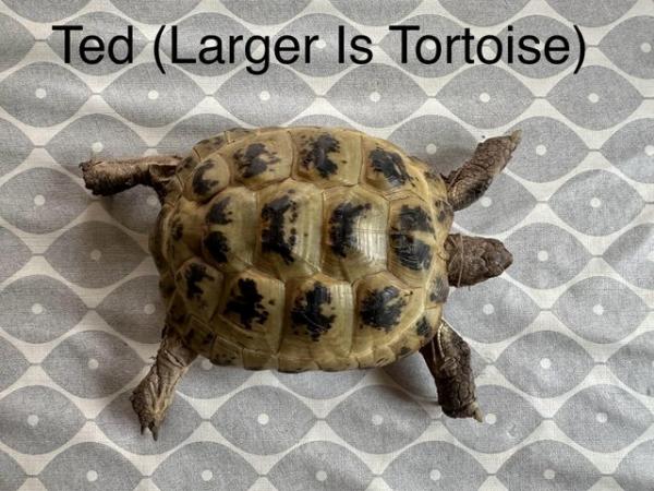 Image 4 of TWO Almost 8 Years Old Horsefield Tortoise (May 2024)