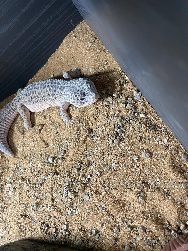 Preview of the first image of Leopard gecko and vivarium for sale.
