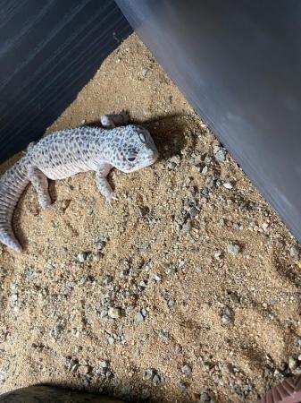 Image 1 of Leopard gecko and vivarium for sale