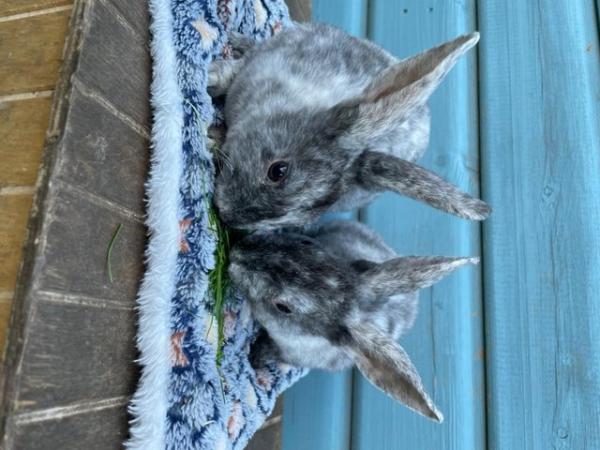 Image 1 of 8 Week Old Rex Rabbits For Sale