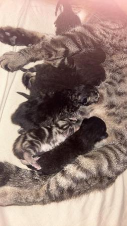 Image 6 of Kittens for sale READY TO LEAVE NOW