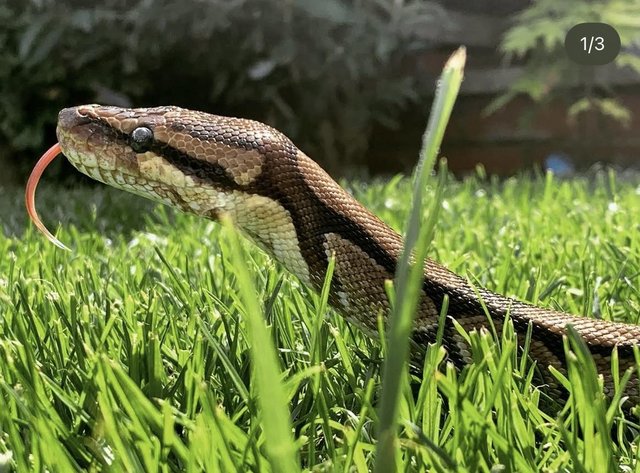 Ball python and complete set up — photo 2 of 4