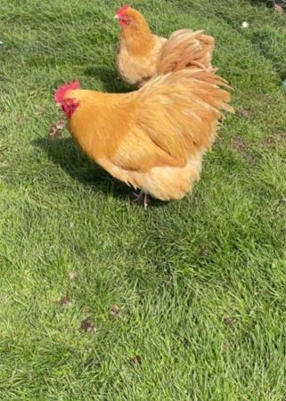 Image 2 of Lovely Pure Bred Buff Orpington’s