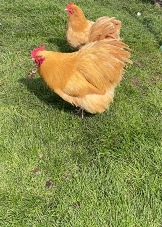 Preview of the first image of Lovely Pure Bred Buff Orpington’s.