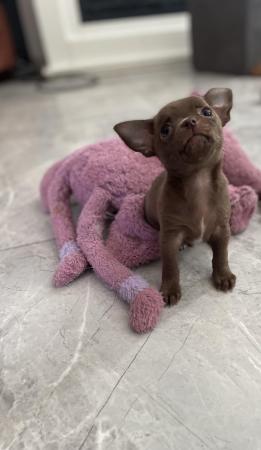 Image 2 of short coat purebred Chihuahua puppies