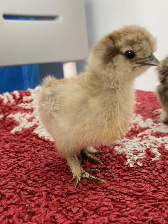 Image 1 of Silkie chicks for sale, must go in pairs