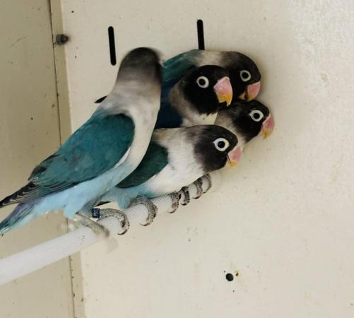 Image 1 of Blue masked lovebirds available
