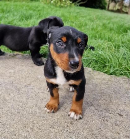 Image 9 of * ALL SOLD*  Beautiful dachshund x collie