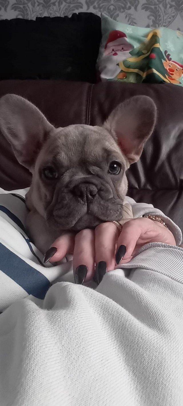 Preview of the first image of French bulldog puppies 13 weeks older,Microchip,2 vaccinatio.