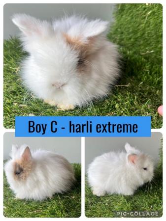 Image 3 of Stunning double mained lionhead babies